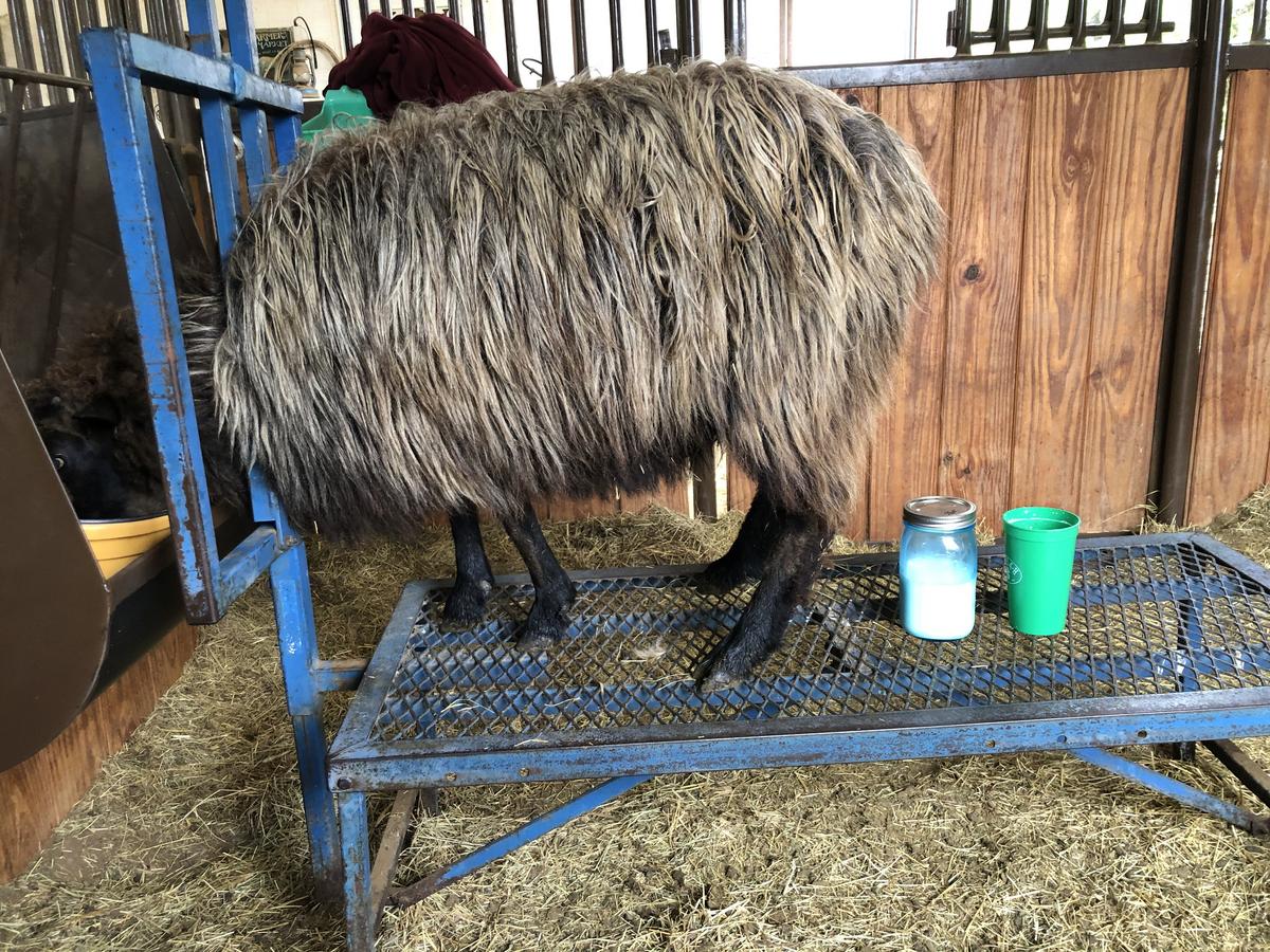 Milking Your Navajo-Churro Sheep