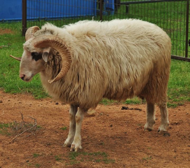 Adult Rams